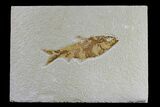 Detailed Fossil Fish (Knightia) - Wyoming #165862-1